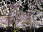 080414_2.5.jpg