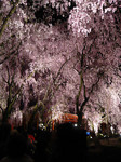 080414_8.jpg