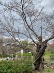 IMG_0951.jpg
