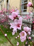 IMG_1046.jpg