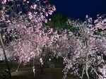 IMG_1152.jpg