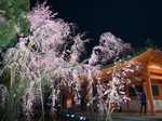 IMG_1158.jpg