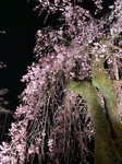 IMG_1171.jpg
